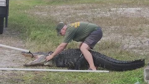 FWC officials, firefighters rescue 10-foot alligator stuck in storm drain in Cape Coral