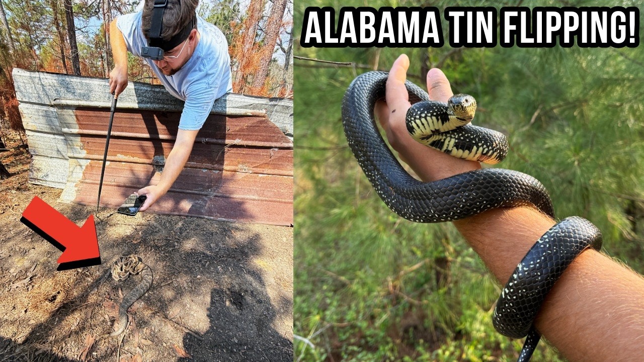 Flipping Tin in Alabama But Every Stack Has Snakes! Peak Spring Snake ...