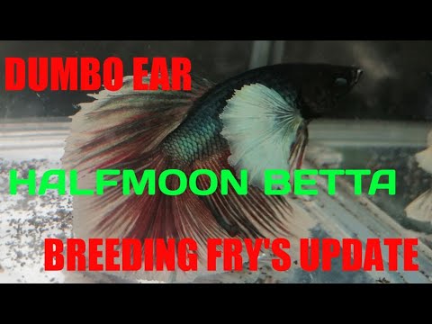 Video Dumbo Ear Halfmoon Betta Breeding Update - youtube