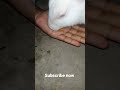 very cute rabbit part 5 Dhruv Pal vlogs