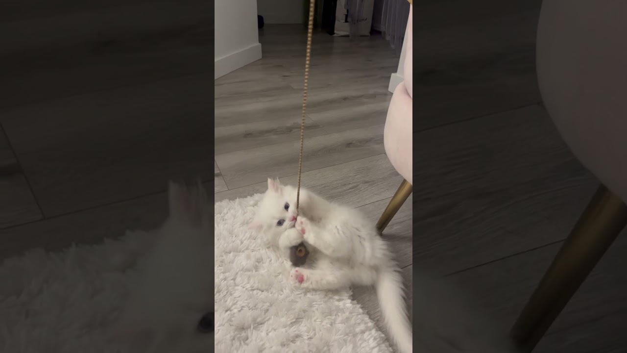 Persian kitten playing happily. 