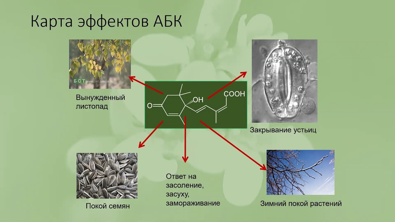 Гормональная регуляция у растений. Лабунская Е.А. (серия среда) 4