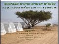 פלפלים אדומים ושיטים מצהיבות - פרס גלקמן - לירון שני