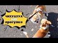 САМАЯ СМЕЛАЯ МАЛЕНЬКАЯ СОБАЧКА🐶 ГУЛЯЕМ С ЧИХУАХУА ЛИЗИ