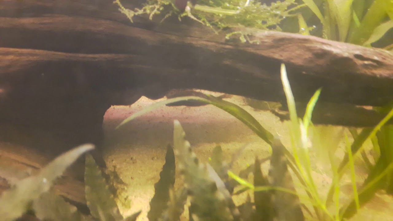 180 Liter Community tank