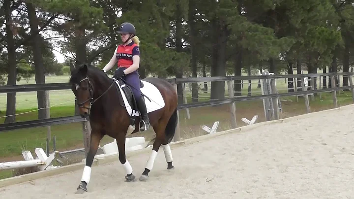 One in a Million -14.2hh Performance Pony