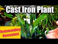 Easy lowlight houseplant  cast iron plant  aspidistra elatior