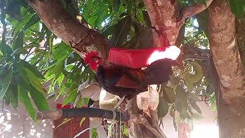 Qaib tuaj zoo nyiam nug tau nyob lav 52