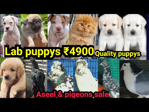 Lab puppys 4900🔥Quality puppy & pigeon sale🚨Aseel🔥pets sale low price in kerala malayalam |D4Dreams 