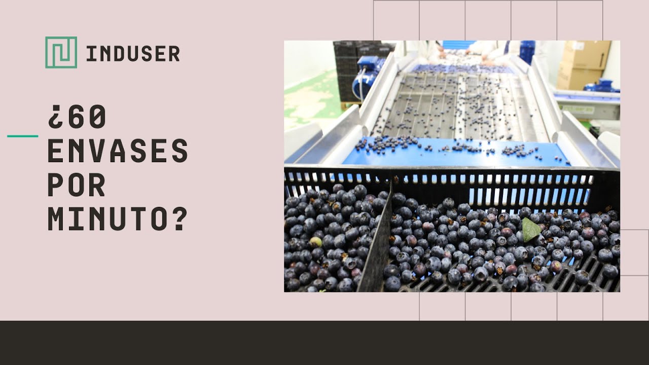 🫐 Línea de envasado de arándanos para pequeños productores | A packaging line for blueberries.