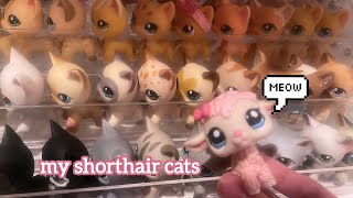 My LPS Shorthair Cat Collection
