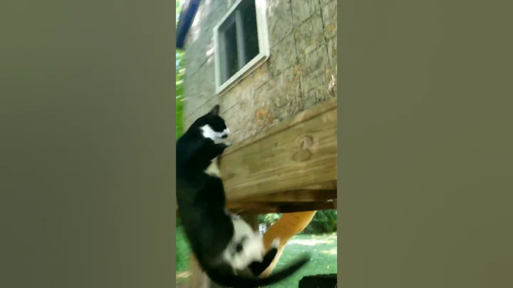 Watch the video about Kitty's Close Call #funnycatvideos #cat #funny