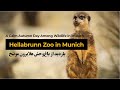 Exploring Hellabrunn Zoo | A Calm Autumn Day Among Wildlife in Munich | بازدید باغوحش هلابرون مونیخ