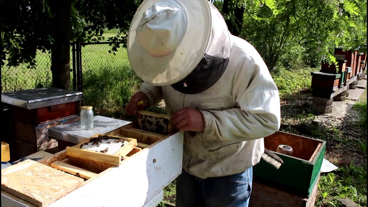 Pasieka TM - zabawa w pszczoły