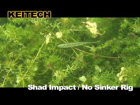 Shad Impact / No Sinker