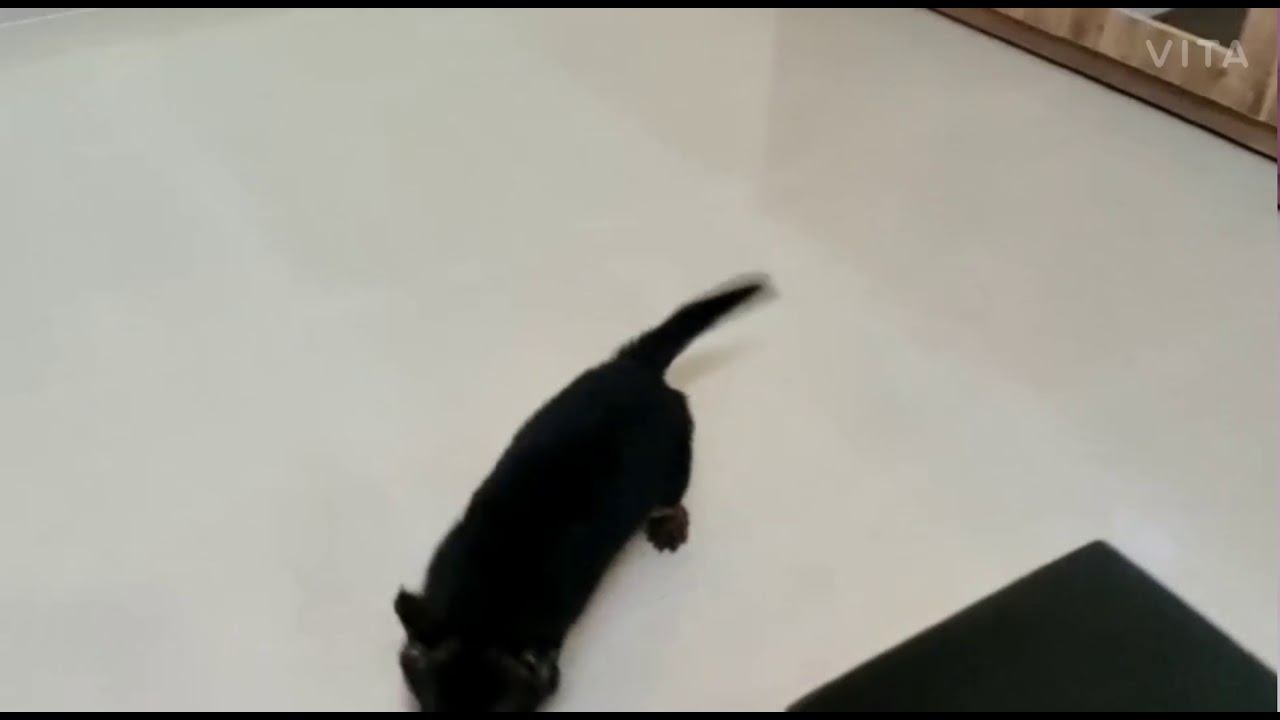 My DODO ❤️ Playing in living room 😀