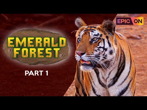 Emerald Forest |