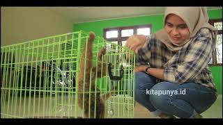 Fakta di Balik Kukang Yang Imut dan Lucu