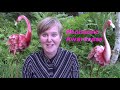 Phonemic Awareness Quiz