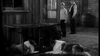 Lassie - Episode #59 - "The Marauder" - Season 2, Ep 33 -  4/22/1956