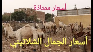 اسعار الجمال بسوق اسنا [ أجمل اسعار لقعدان اللحم ]