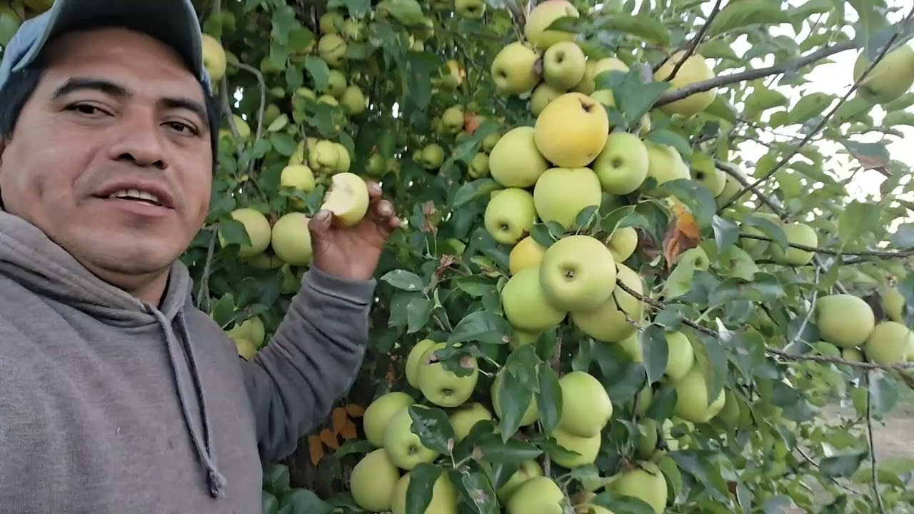 Miren que bonito se ve el árbol de manzana😋🍏🧍‍♂️ de golden delicio.