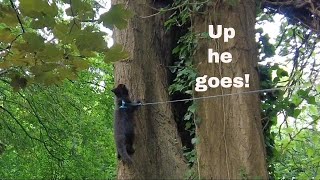 Marley the kitten climbs his first tree! by Adventures of Luna and Marley 132 views 2 years ago 2 minutes, 47 seconds