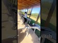 Glock With A Switch (30 round clip )