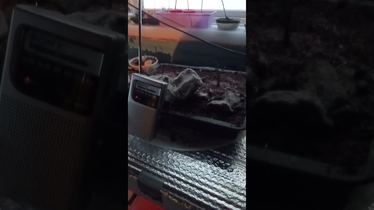 Восстановление классической музыки 