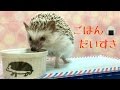 【もぐもぐ】ハリネズミつゆのごはんタイム【エサ】