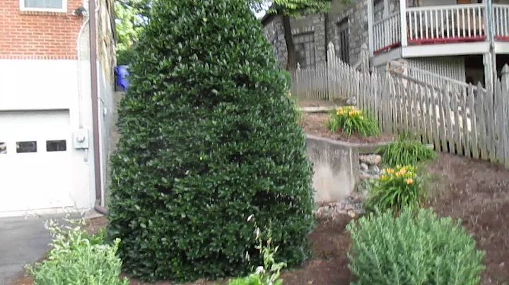 Holly Steed Shrub Trimming Hagerstown MD Washingto...