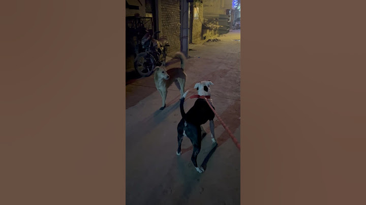 Pitbull vs Street Dog🔥😱