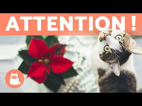 Vidéo: Votre arbre de Noël pourrait-il être dangereux pour la santé de votre animal de compagnie?