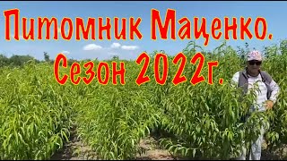 Питомник Маценко. Сезон 2022г.