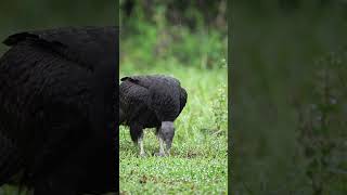 #shorts #wildlife shows a black vulture (Coragyps atratus), a large, mostly silent bird