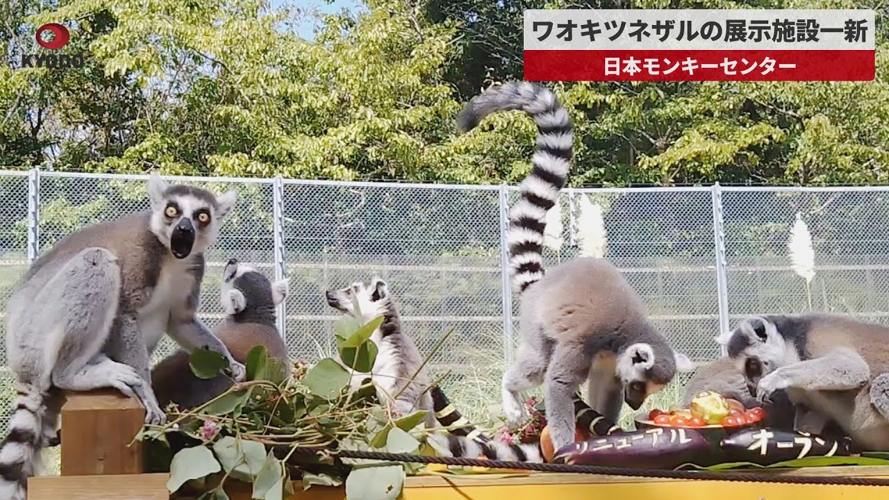 日本 モンキー センター
