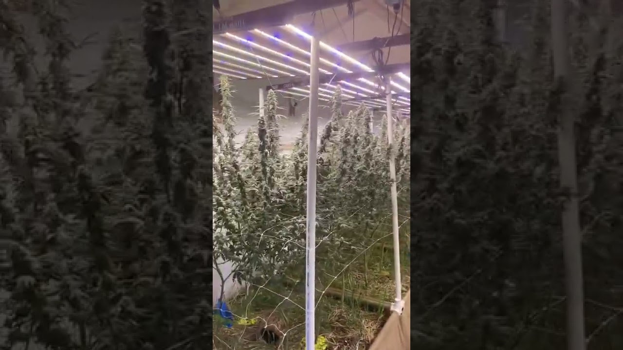 @SwellCannabis Slim 600H Garden