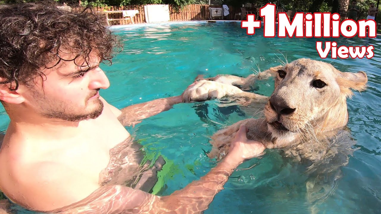 Swimming with Lion Leo 🦁(مه‌له‌ڤانی دگه‌ل شێری) #VLOG-36
