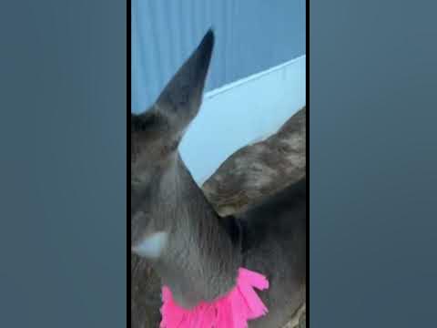 Wild deer puts a whoopin on a dog! 😂 🦌🐶 #funny #deer #dog #fypシ - YouTube