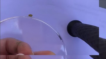 The snail experiment (fast forward) version 1