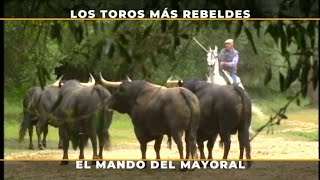 Los Toros de Lidia Más Rebeldes #torosparatodos