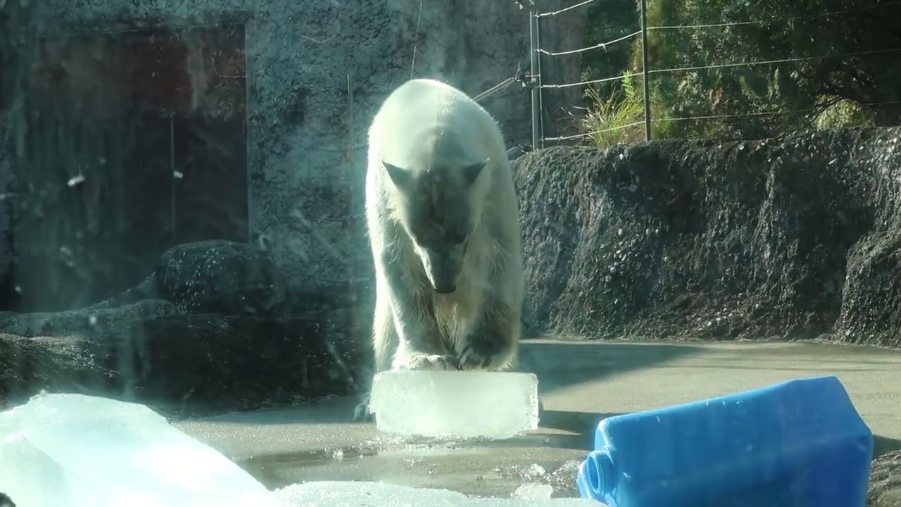 40 Dec 2025 Polar Bear at Tokushima zoo, Tokushima, Japan - YouTube