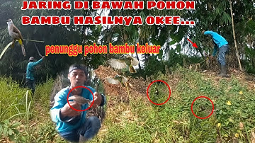 jaring di bawah pohon bambu hasilnya okee...|| penunggu pohon bambu keluar||