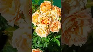 Rose Garden #Rose #Flowers #Shorts #Viralvideo #Views #Viral