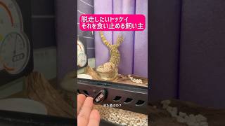トッケイとの遊び #爬虫類飼育 #トッケイヤモリ