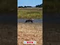 Warthog Fights Back Against a Hungry Lioness! 🐗💥