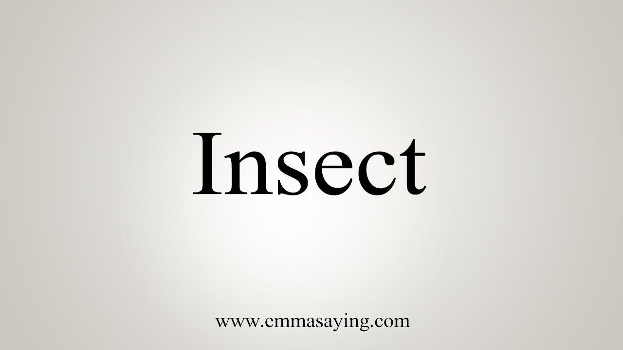 How To Say Insect YouTube