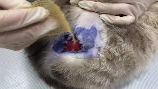 Лечение раны у кошки