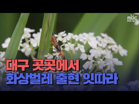 [대구MBC뉴스] 대구에서도 &#39;화상 벌레&#39; 출현 잇따라