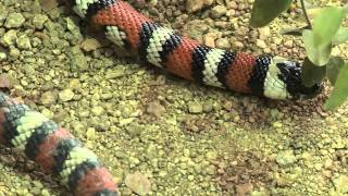 Oc zoo california mountain kingsnake shed